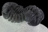 Bargain, Morocops Trilobite - Visible Eye Facets #92206-4
